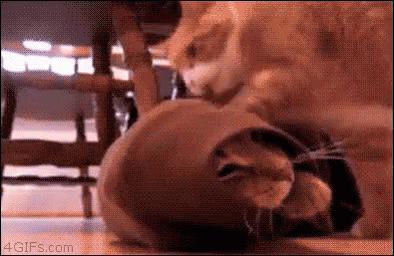 Cats Kitties GIF