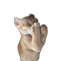 Cats Laugh Sticker