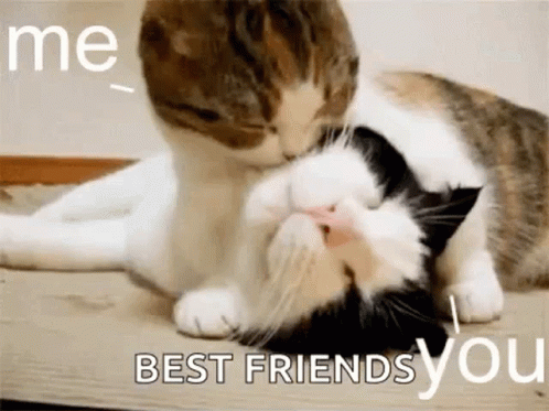 Cats Love You GIF