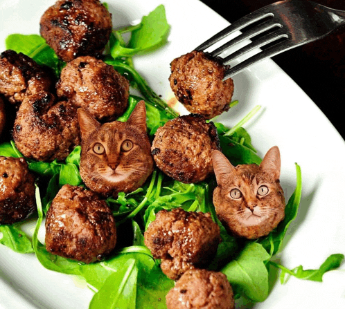 Cats Meat Meme