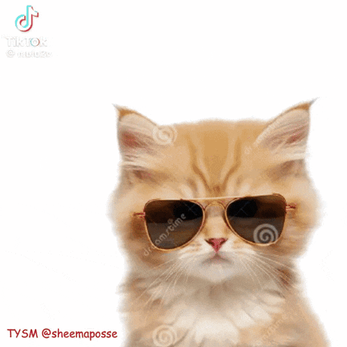 Cats GIF