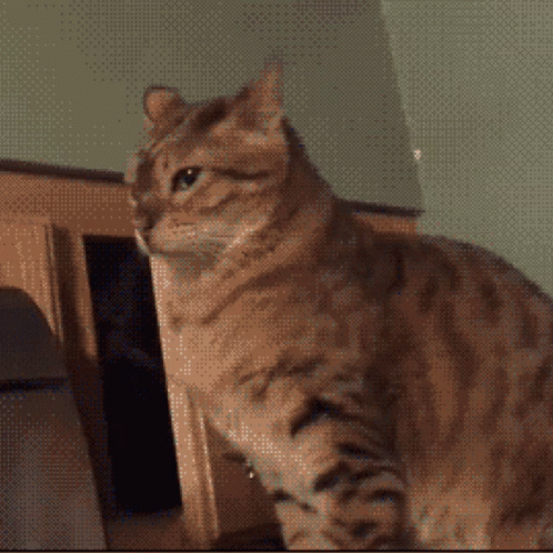 Cats Paw GIF
