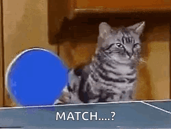 Cats Ping Pong GIF
