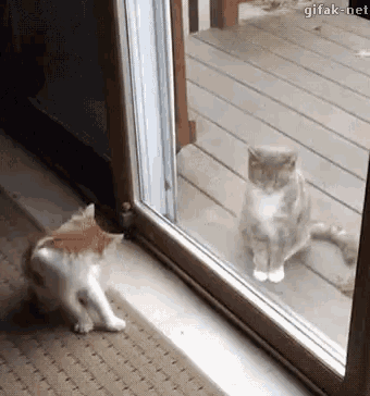 Cats Play Time GIF