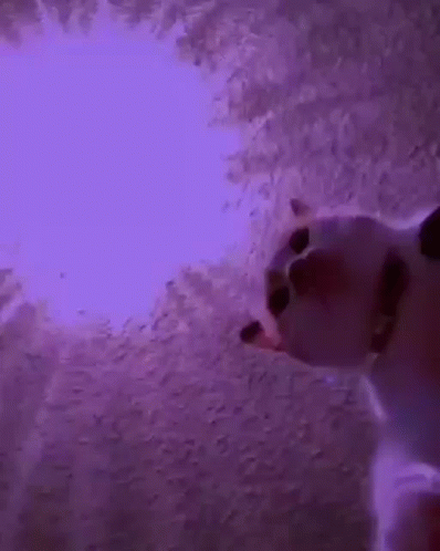 Cats Rave GIF. This 398 x 498 animated GIF is part of our party hard dance collection. Related themes include dance, funny. Created by paolog67. View the…