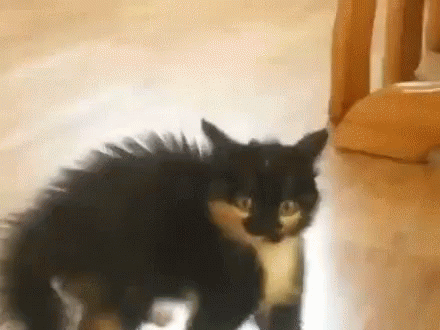 Cats Scared GIF