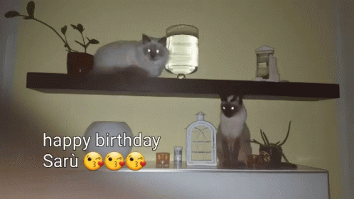 Cats Siamese Cats GIF. This 498 x 280 animated GIF is part of our lady and the tramp siamese cats collection. Related themes include cute. Created by…