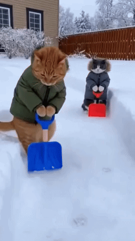 Cats Snow GIF
