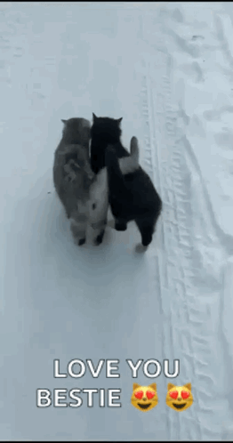 Cats Snow GIF