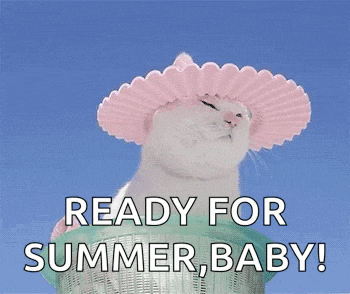 Cats Summersolstice GIF