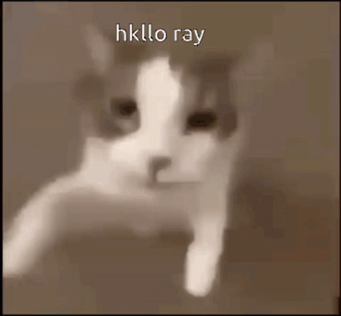 Cats GIF