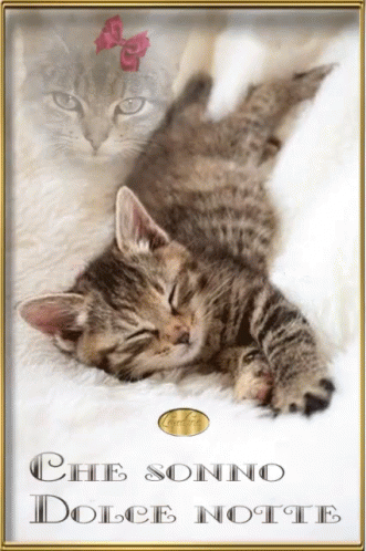 Cats GIF