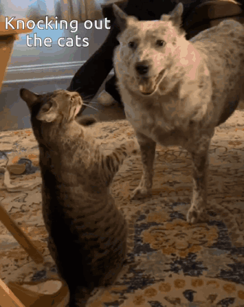 Cats GIF