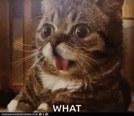 Cats What GIF