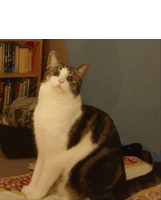 Cats What Sticker