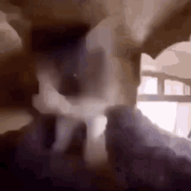 Cats GIF