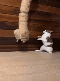 Catwalk Cat Walking GIF. This 210 x 280 animated GIF is part of our goofy walk collection. Related themes include cat, funny, funny cat. Created by…