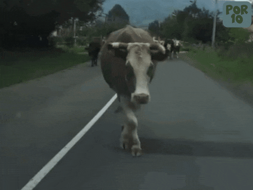 Catwalk Cow GIF