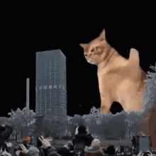 Catzilla Godzilla GIF