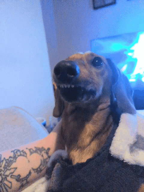 Cayde Puppy GIF