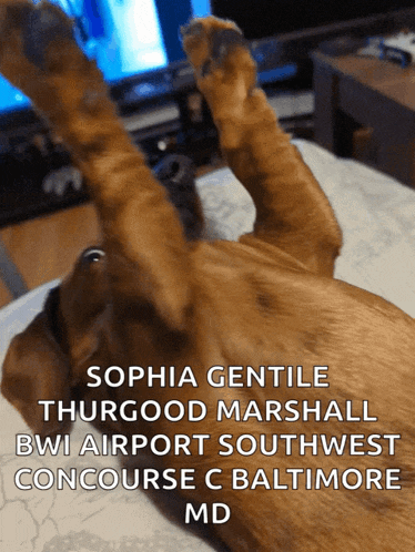 Cayde Puppy GIF