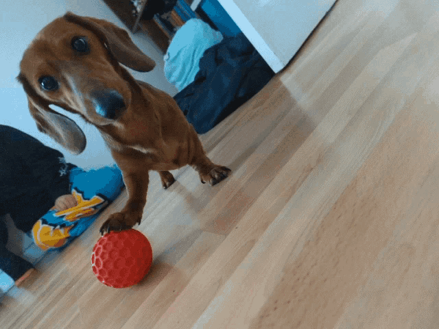 Cayde Puppy GIF
