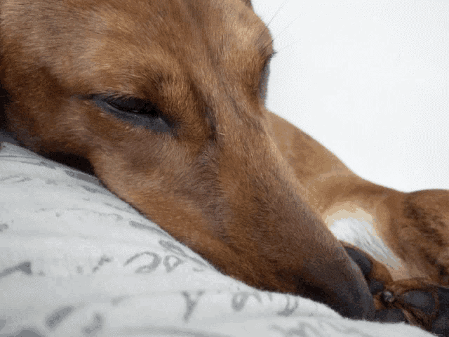 Cayde Puppy GIF