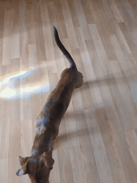 Cayde Puppy GIF
