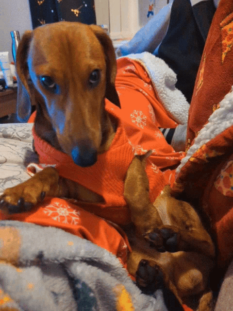 Cayde Puppy GIF