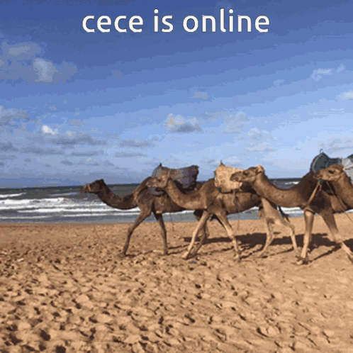 Cece Is Online GIF