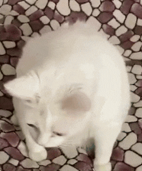 Cecesgif Ceceegifs GIF
