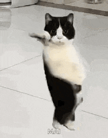 Celebration GIF
