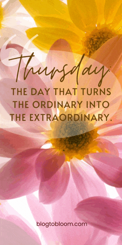 Celestra Thursday Sunflowers Meme
