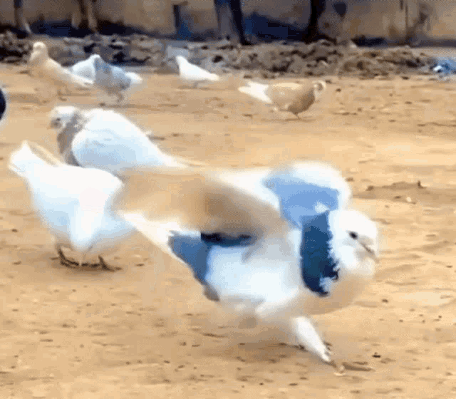 Chalaca Perumal GIF