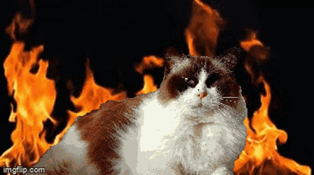 Chaos Lionfield GIF