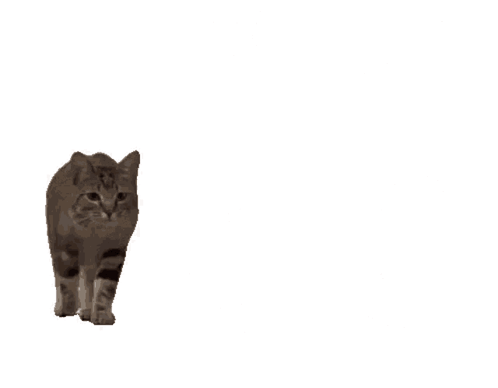 Chariot Cat GIF