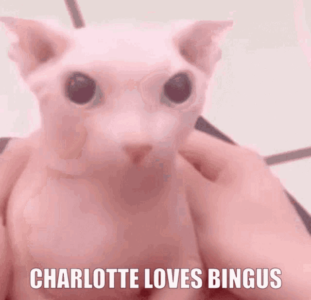 Charlotte Loves Bingus GIF