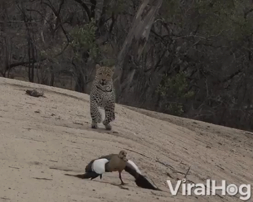 Chasing Cheetah GIF