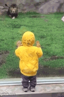 Chat Balthazar GIF