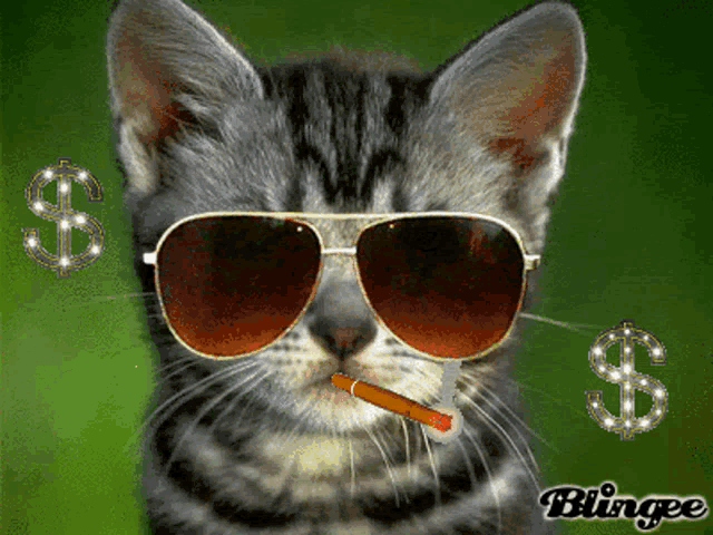 Chat Chicha GIF