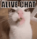 Chat Finally Chat Funny Cats GIF