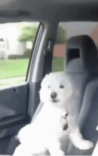 Cheer Puppy GIF