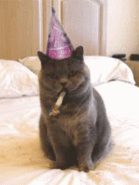 Cheers Kitty GIF. This 200 x 266 animated GIF is part of our geburtstag katzen collection. Related themes include celebrate, happy birthday. Created by…