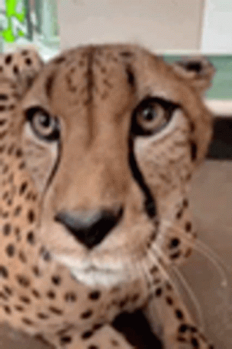 Cheetah Animals GIF