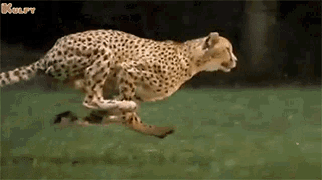 Cheetah Animals GIF