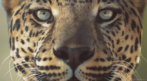 Cheetah Close Up GIF