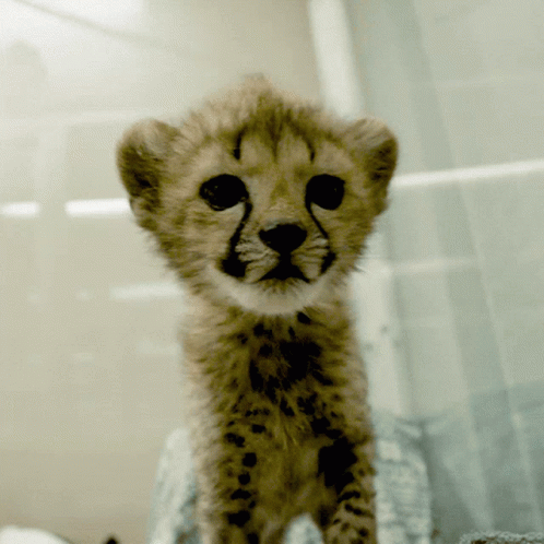 Cheetah Cub Baby Cheetah GIF