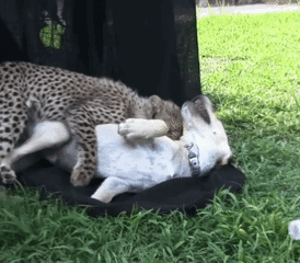 Cheetah Dog GIF