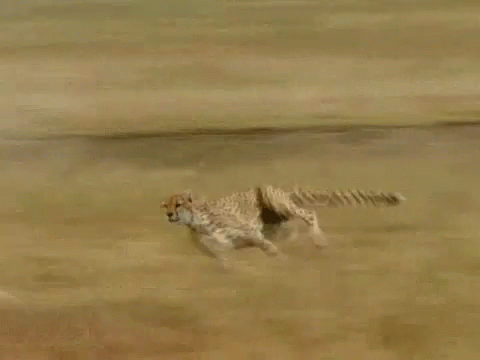 Cheetah GIF