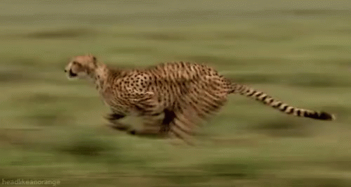 Cheetah - Fast GIF